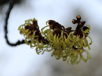 Hamamelis x intermedia 2016 01 23 9008